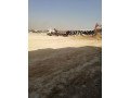 tnfyth-asflt-o-rdm-o-tsoy-o-tkhtyt-trk-balryad-0537704086-small-1