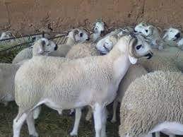 ksab-mahr-hy-almlk-fysl-balryad-0533286100-big-1